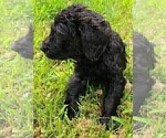 Small Photo #4 Labradoodle Puppy For Sale in RALEIGH, NC, USA