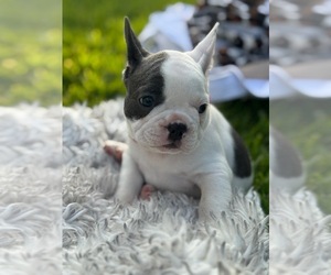 French Bulldog Puppy for sale in NORTH MIAMI BEACH, FL, USA