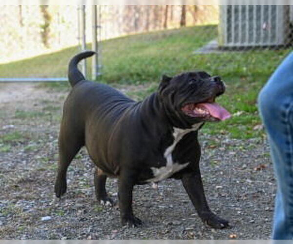 Medium Photo #1 American Bulldog Puppy For Sale in Glen Allen, VA, USA