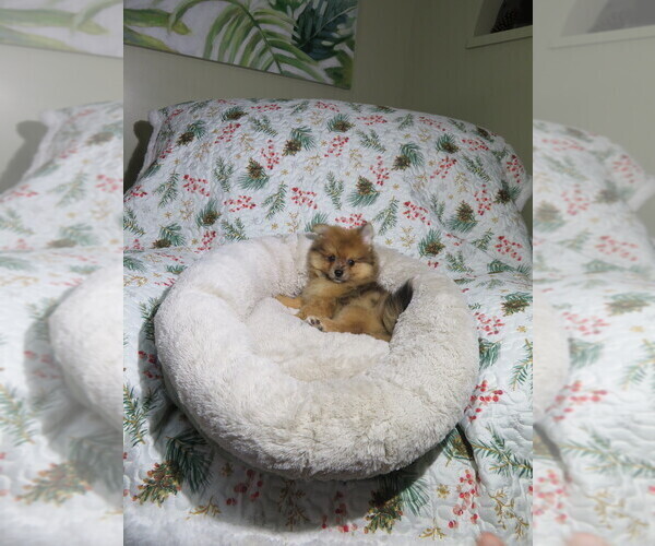 Medium Photo #4 Pomeranian Puppy For Sale in COOKEVILLE, TN, USA