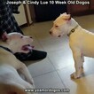 Small Photo #102 Dogo Argentino Puppy For Sale in PINEVILLE, MO, USA