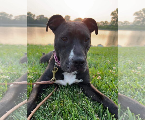 Medium Photo #45 American Pit Bull Terrier-Unknown Mix Puppy For Sale in Germantown, OH, USA