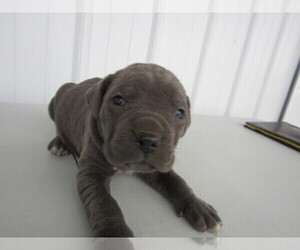 Cane Corso Puppy for sale in THREE RIVERS, MI, USA