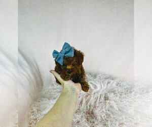 Poodle (Toy) Puppy for sale in TAMPA, FL, USA