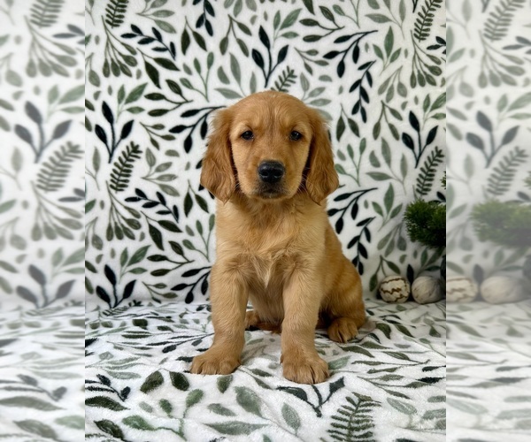 Medium Photo #6 Golden Retriever Puppy For Sale in GREENFIELD, IN, USA