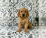 Small #5 Golden Retriever