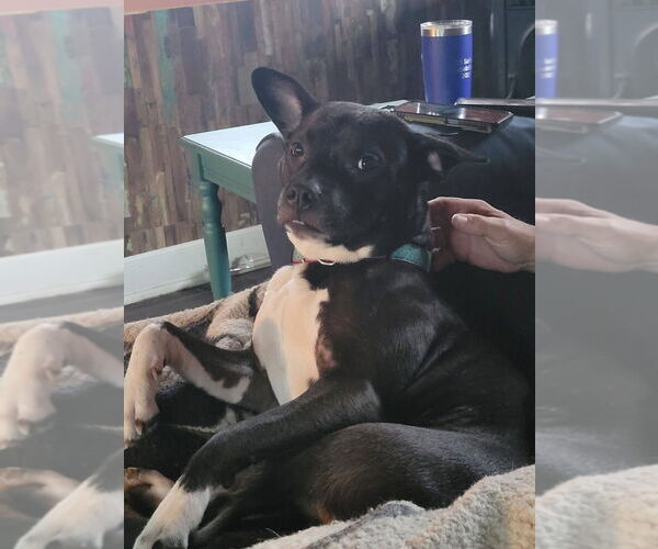 Medium Photo #6 Mutt Puppy For Sale in New York, NY, USA