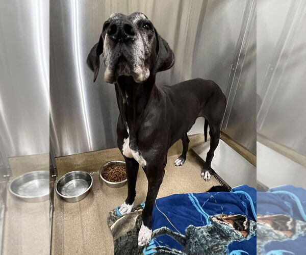 Medium Photo #2 Great Dane Puppy For Sale in Bullard, TX, USA