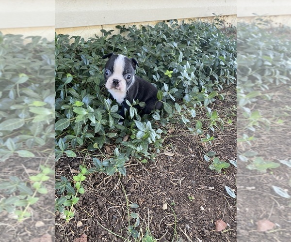 Medium Photo #7 Boston Terrier Puppy For Sale in FREDONIA, KS, USA