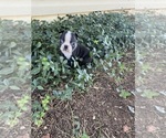 Small #6 Boston Terrier