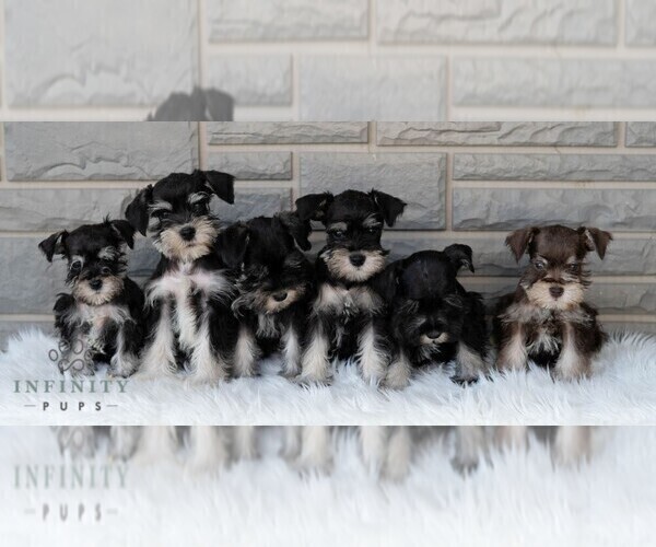 Medium Photo #2 Schnauzer (Miniature) Puppy For Sale in MIFFLINBURG, PA, USA
