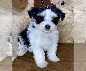 Morkie Puppy for sale in MIAMI BEACH, FL, USA
