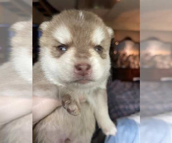 Medium Photo #3 Pomsky Puppy For Sale in NORWICH, NY, USA