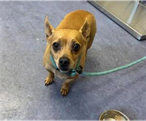 Chiweenie Dogs for adoption in Santa Maria, CA, USA