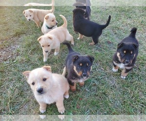 English Shepherd-German Shepherd Dog Mix Puppy for sale in ETNA GREEN, IN, USA