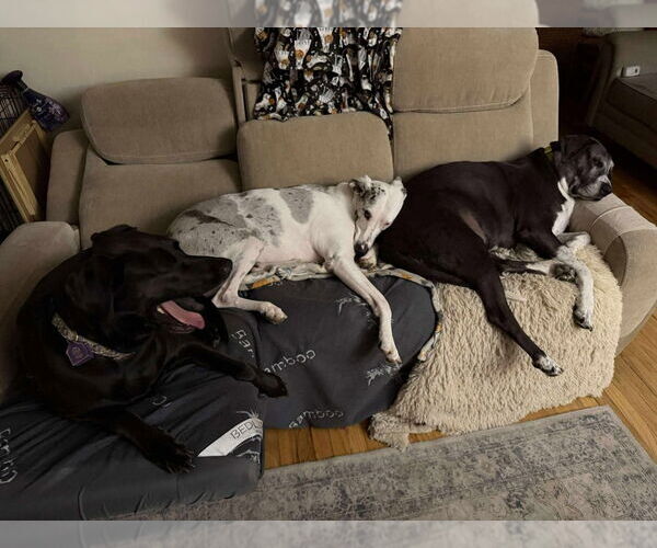 Medium Photo #7 Great Dane Puppy For Sale in Bullard, TX, USA