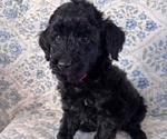 Small Photo #20 Schnoodle (Giant) Puppy For Sale in ANDERSON, CA, USA