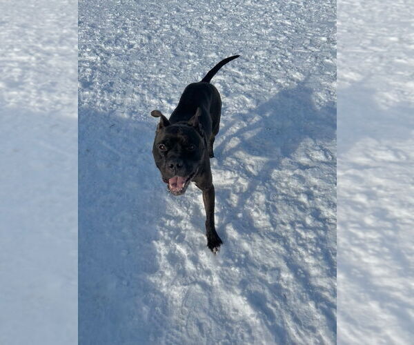 Medium Photo #3 American Staffordshire Terrier-Boxer Mix Puppy For Sale in Pierceton , IN, USA