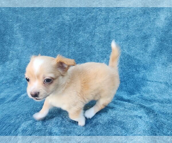 Medium Photo #7 Chihuahua-Unknown Mix Puppy For Sale in San Francisco, CA, USA