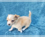 Small #6 Chihuahua Mix