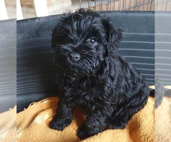 Medium Photo #5 Schnauzer (Miniature) Puppy For Sale in Hatvan, Heves, Hungary