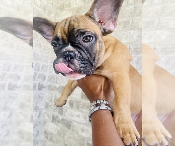Medium Photo #5 French Bulldog Puppy For Sale in ALPHARETTA, GA, USA