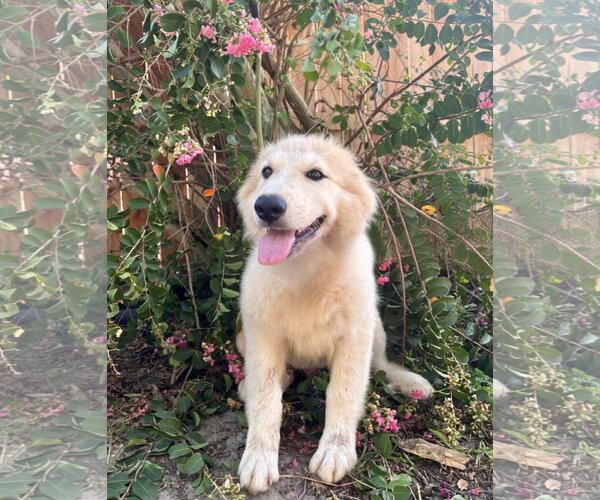 Medium Photo #2 Great Pyrenees Puppy For Sale in Spring, TX, USA