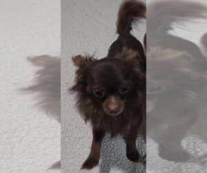 Father of the Chihuahua puppies born on 09/06/2025