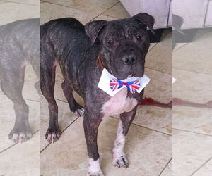 CHAMPION - Male American Bulldog-Chinese Shar-Pei Mix Dog for Adoption - Photo #2