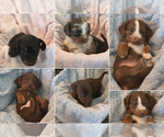 Small Photo #1 Dachshund Puppy For Sale in MURFREESBORO, TN, USA