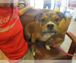 Mutt Dogs for adoption in Ocala, FL, USA
