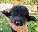 Small Photo #42 German Shepherd Dog Puppy For Sale in MARIPOSA, CA, USA