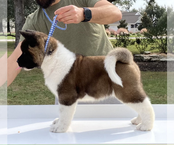 Medium Photo #1 Akita Puppy For Sale in GEORGETOWN, TX, USA