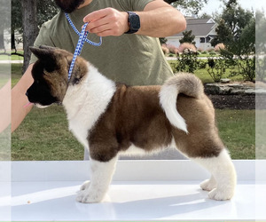 Medium Akita
