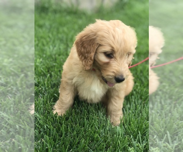 Medium Photo #9 Goldendoodle Puppy For Sale in BOWLING GREEN, KY, USA