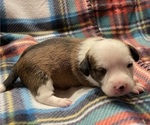 Small Photo #10 Chi-Chi Puppy For Sale in SOUTHERN PINES, NC, USA