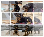 Puppy Lumberjack Airedale Terrier