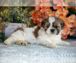 Puppy Diamond Shih Tzu