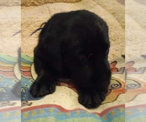 Labrador Retriever Puppy for sale in JEFFERSONTOWN, KY, USA