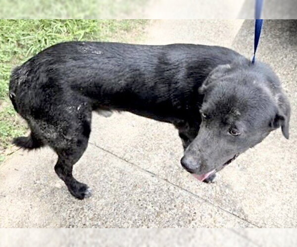 Medium Photo #1 Labrador Retriever-Unknown Mix Puppy For Sale in Houston, TX, USA