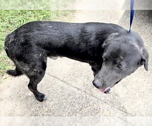 Labrador Retriever-Unknown Mix Dogs for adoption in Houston, TX, USA