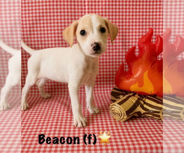 Medium Photo #2 Jack Russell Terrier-Labrador Retriever Mix Puppy For Sale in Aurora, IN, USA