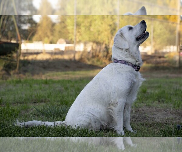 Medium Photo #1 Golden Retriever Puppy For Sale in WILTON, CA, USA