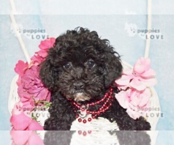 Medium Photo #14 Poodle (Toy) Puppy For Sale in SANGER, TX, USA