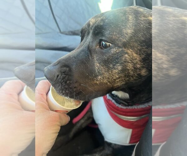 Medium Photo #3 American Pit Bull Terrier-Unknown Mix Puppy For Sale in Rowlett, TX, USA