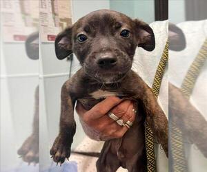 Mutt Dogs for adoption in Tulsa, OK, USA