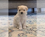 Puppy Nacho Aussie-Poo