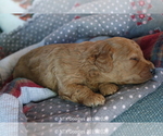 Small Photo #31 Goldendoodle Puppy For Sale in DENISON, TX, USA