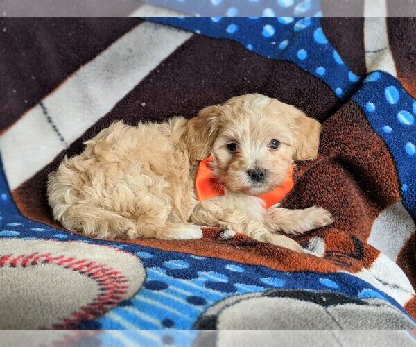Medium Photo #4 Maltipoo Puppy For Sale in ATGLEN, PA, USA