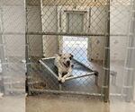 Small #2 American Pit Bull Terrier Mix